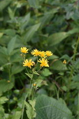 Crepis lyrata