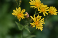 Crepis lyrata