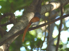 Terpsiphone viridis plumbeiceps