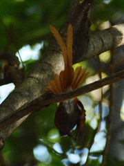 Terpsiphone viridis plumbeiceps