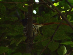 Terpsiphone viridis plumbeiceps