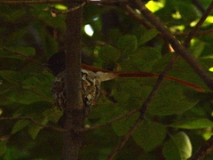 Terpsiphone viridis plumbeiceps