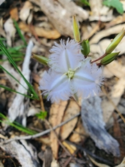 Thysanotus multiflorus