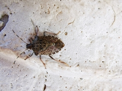 Halyomorpha halys