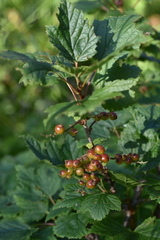 Ribes atropurpureum