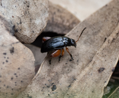 Arsipoda holomelaena