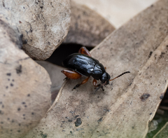 Arsipoda holomelaena
