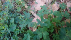 Oxalis pes-caprae