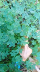 Oxalis pes-caprae