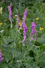 Hedysarum theinum