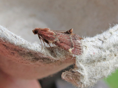 Hypsopygia intermedialis