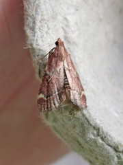 Hypsopygia intermedialis