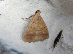 Zanclognatha jacchusalis