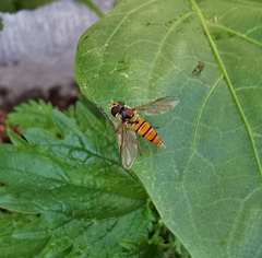 Episyrphus trisectus