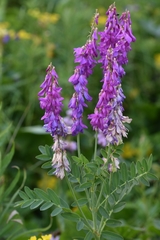 Hedysarum theinum