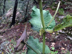 Asclepias otarioides