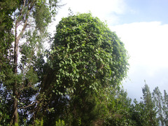 Convolvulus canariensis