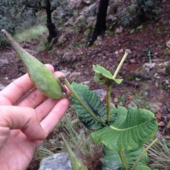 Asclepias otarioides