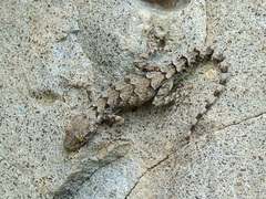 Mediodactylus heterocercus