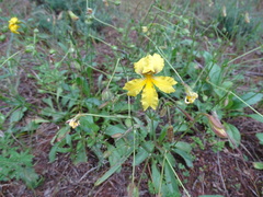 Goodenia arguta