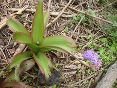 Scilla latifolia