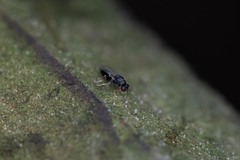 Eurytoma obtusiventris