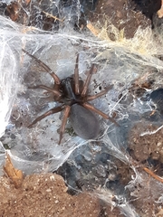 Pireneitega