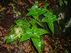 Asplenium hemionitis