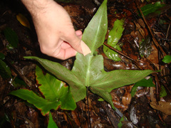 Asplenium hemionitis