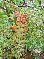 Grevillea bipinnatifida