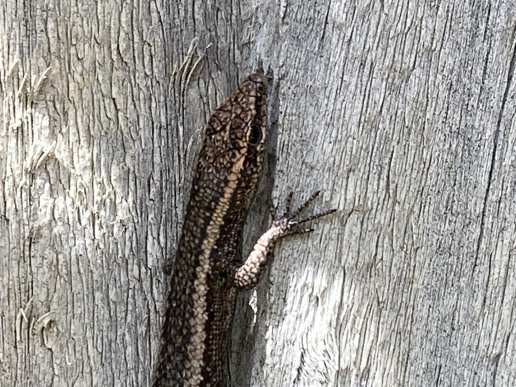 Buchanan's Snake-eyed Skink