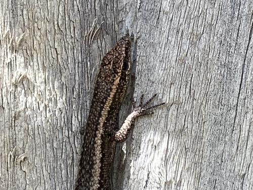Buchanan's Snake-eyed Skink