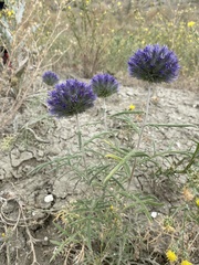 Echinops strigosus