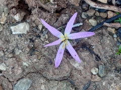 Colchicum filifolium