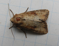 Apamea alia