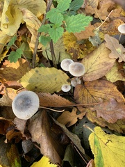 Fungi