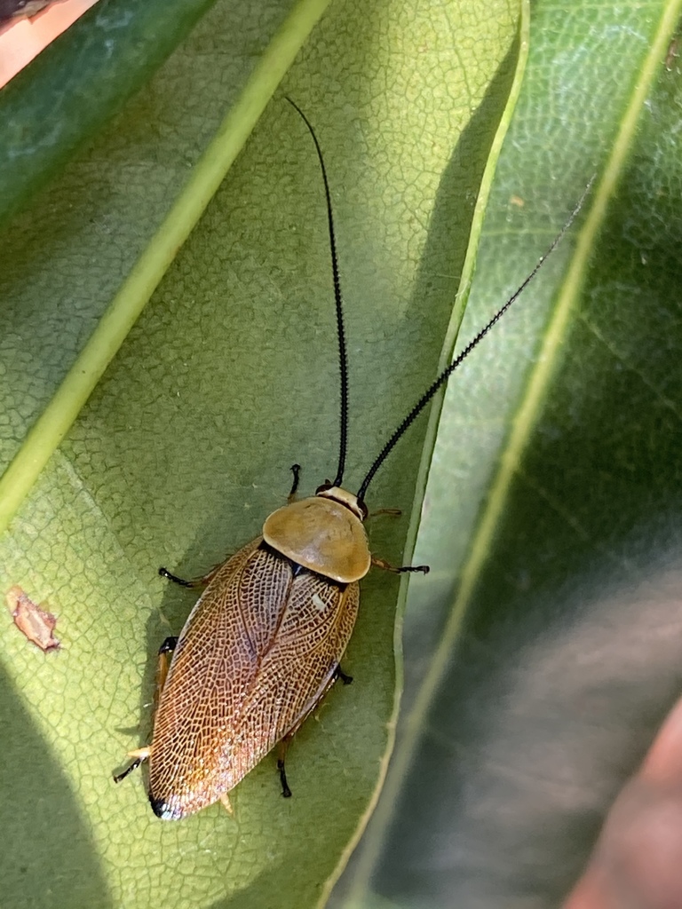 Bush cockroach