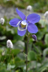 Aquilegia jucunda