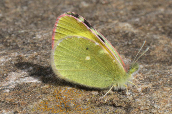 Eastern Greenish Black-tip