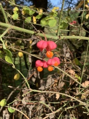 Euonymus europaeus
