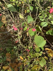 Euonymus europaeus