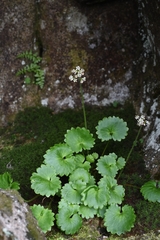 Micranthes nelsoniana aestivalis