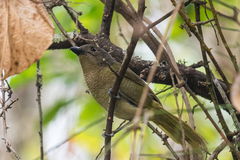 Telophorus olivaceus