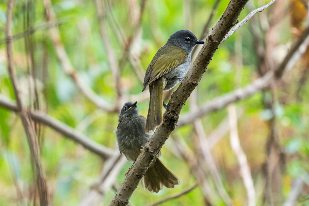 Black-browed Mountain Greenbul photo