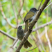 Black-browed Mountain Greenbul - Photo (c) Marc Henrion, some rights reserved (CC BY-NC), uploaded by Marc Henrion