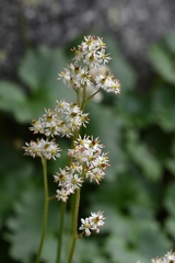 Micranthes nelsoniana aestivalis
