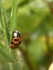 Harmonia axyridis