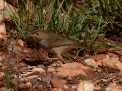 Cisticola fulvicapilla fulvicapilla