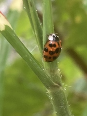 Harmonia axyridis