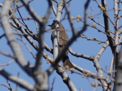 Prodotiscus regulus